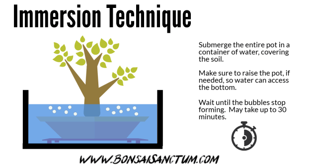 Bonsai Watering - Immersion Technique