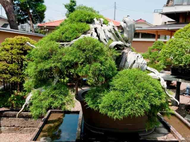1,000 Year Old Juniper Bonsai Tree