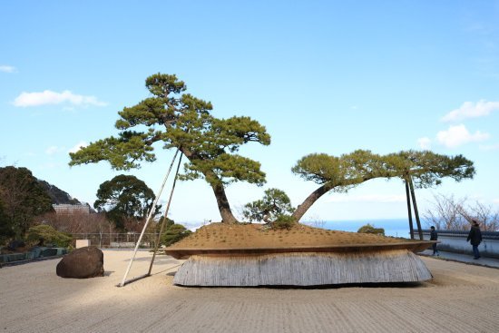 600 Year Old Red Pine Bonsai