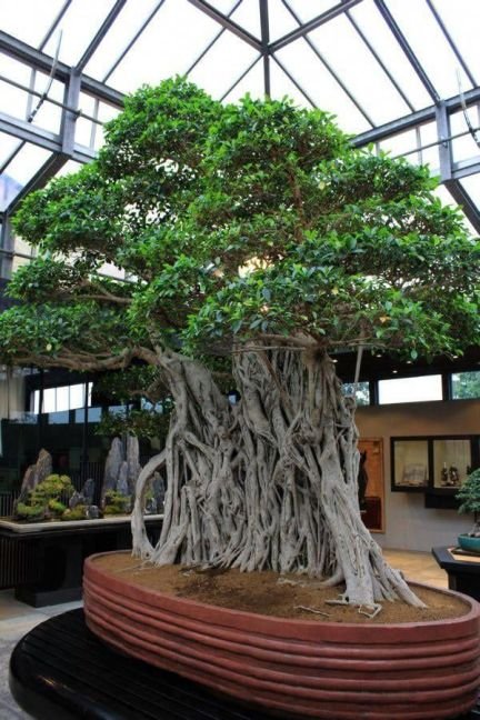 1,000 Year Old Ficus Bonsai