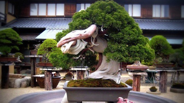800 Year Old Bonsai Tree