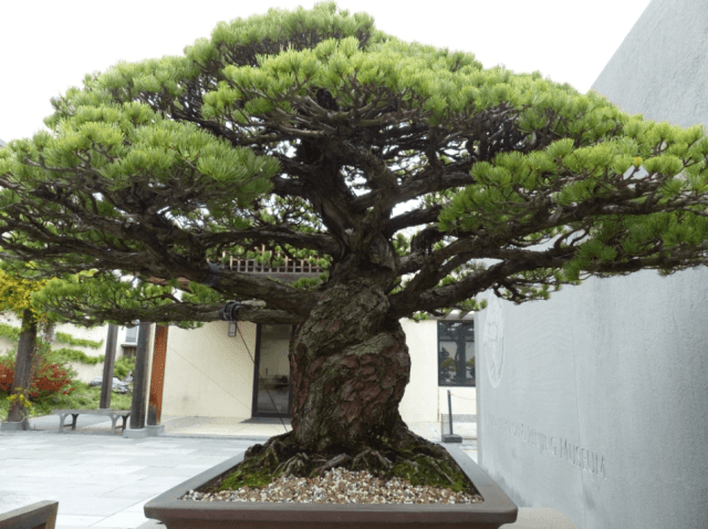 This bonsai tree is over 390 years old, and survived the bombing of Hiroshima.