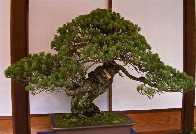 500 Year Old Bonsai Tree