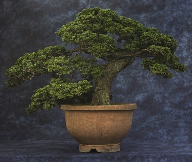 232 Year Old Hinoki Cypress Bonsai