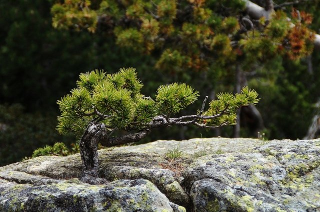 Bonsai through stone