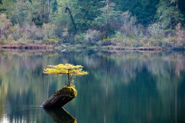 Fairy Lake Fir Bonsai