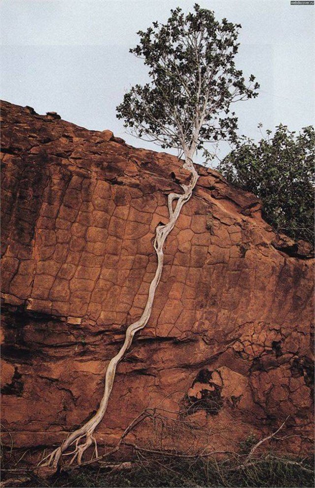Bonsai on the side of mountain