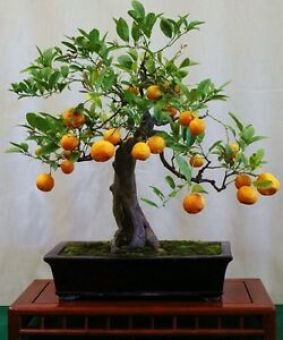 Bonsai Kumquat Tree for Indoors Bonsai Kumquat Tree for Indoors