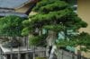 Oldest Bonsai Tree In The World