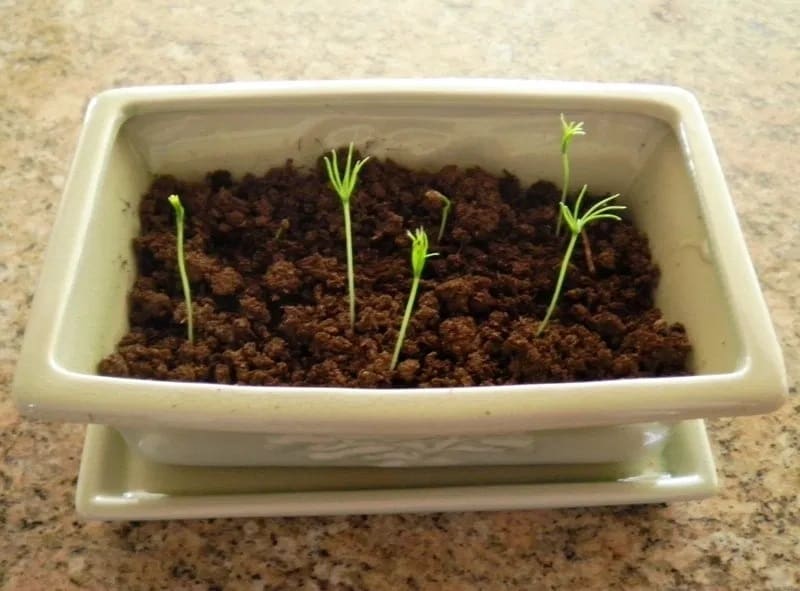 Bonsai Seedling Sprouts