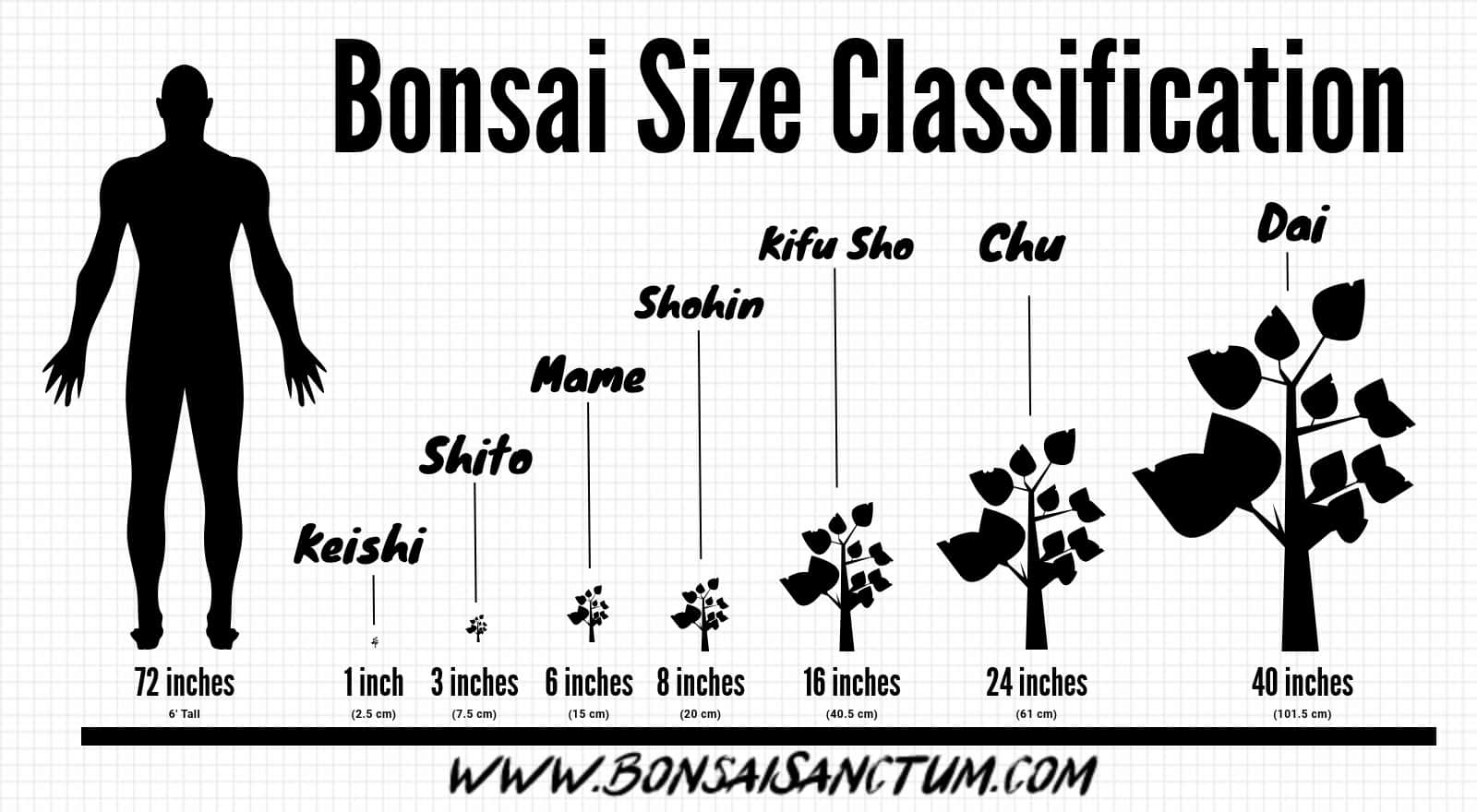 Bonsai Size Classification Chart