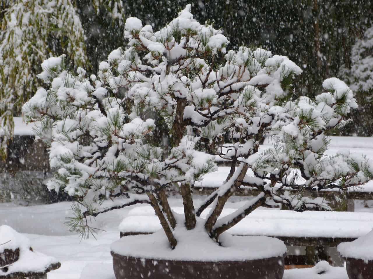 Bonsai in the snow