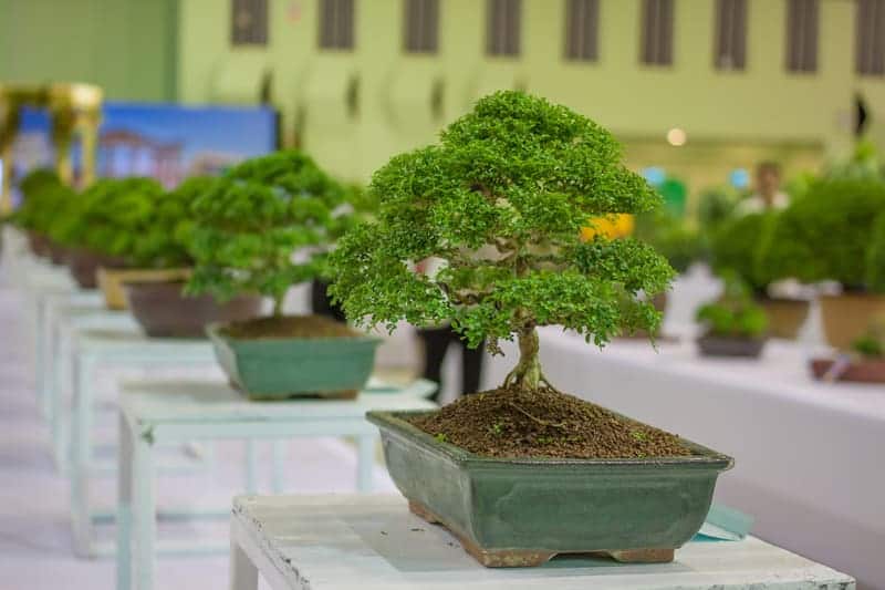 Guidelines to Choose a Suitable Bonsai Pot for Your Bonsai Tree
