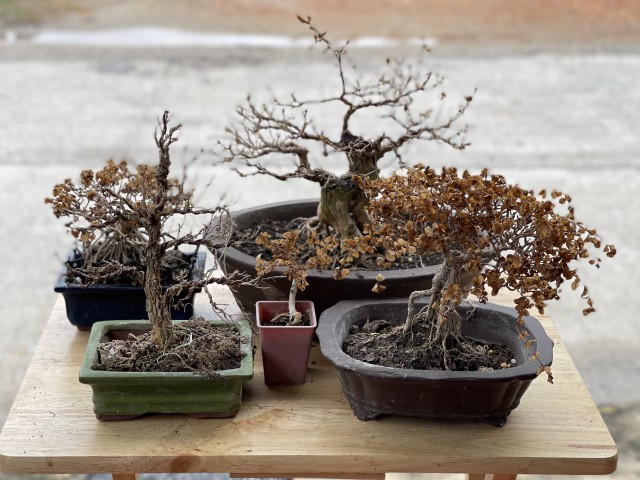 How To Know If Your Bonsai Tree Is Sick Or Dying Bonsai Sanctum